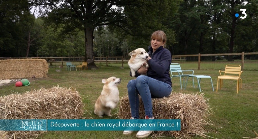 De Jaykay Land - Le corgi à l'honneur sur France 3