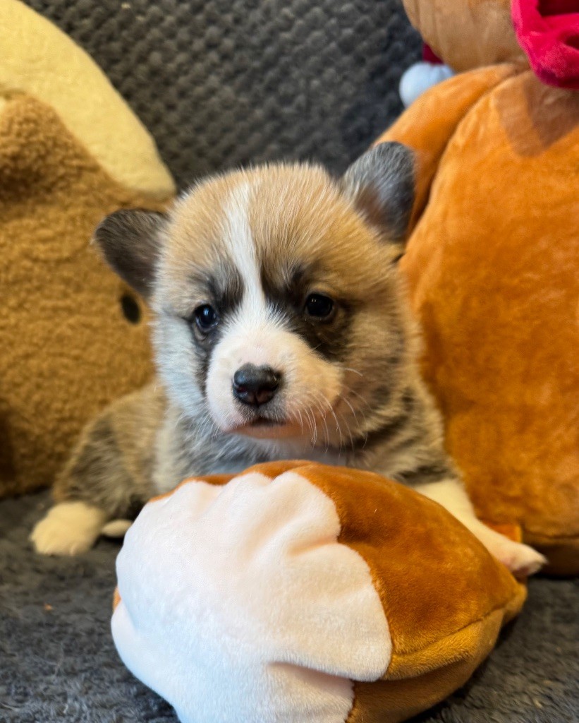 De Jaykay Land - Chiot disponible  - Welsh Corgi Pembroke