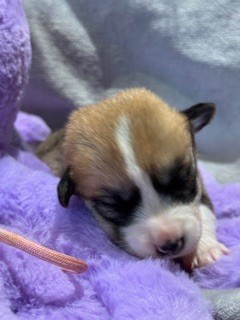 De Jaykay Land - Chiot disponible  - Welsh Corgi Pembroke