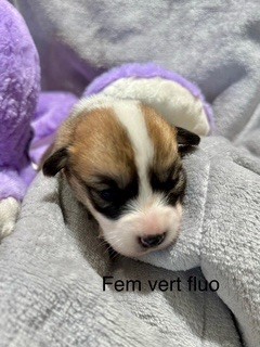 De Jaykay Land - Chiot disponible  - Welsh Corgi Pembroke