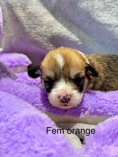 De Jaykay Land - Chiot disponible  - Welsh Corgi Pembroke