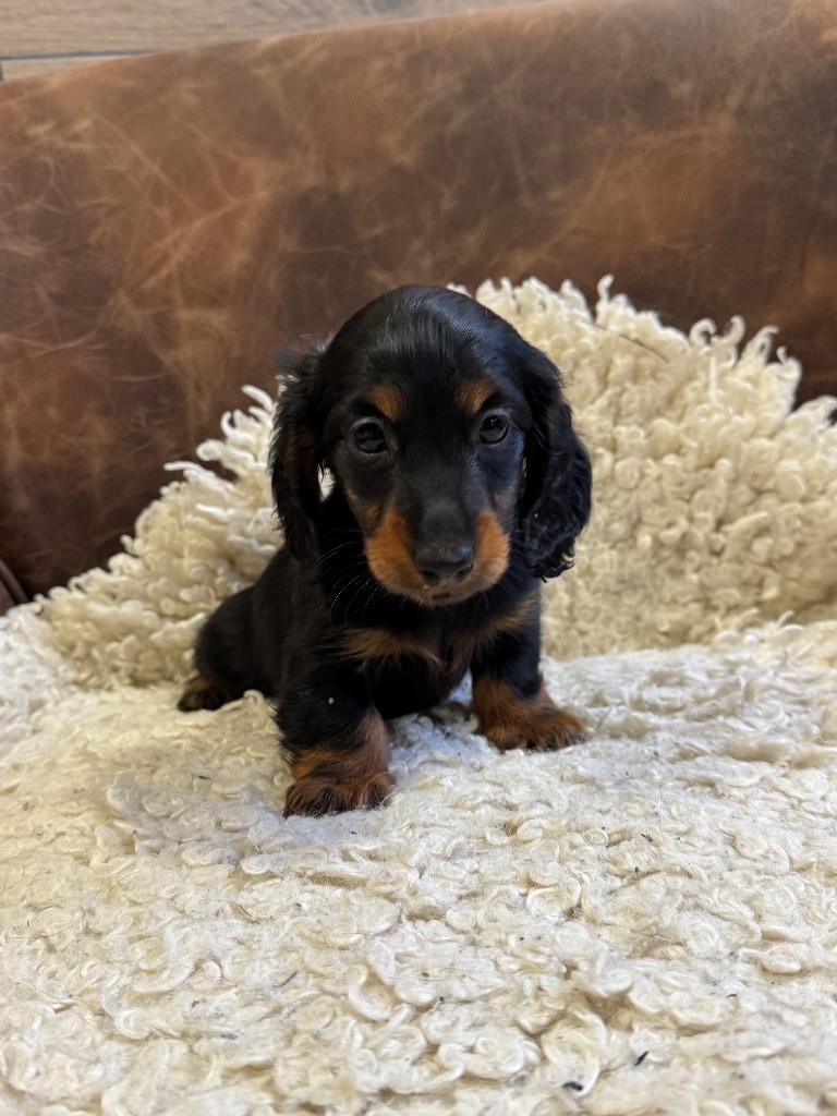 De Jaykay Land - Chiot disponible  - Teckel poil long