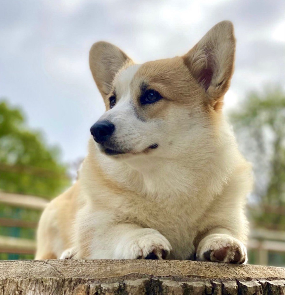 corgi red hill Felicia