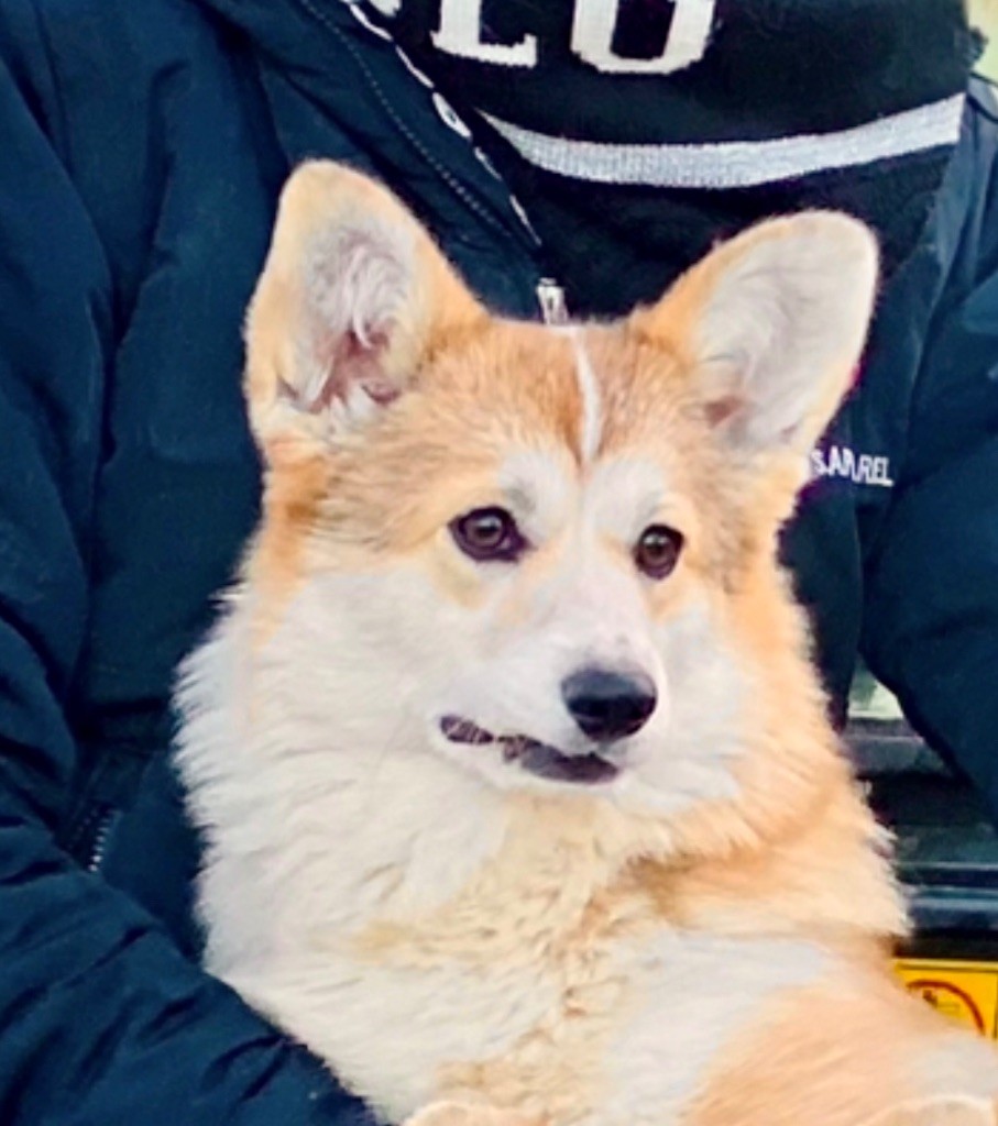 corgi redhill Amalfi