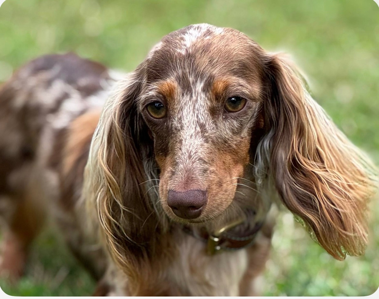 Myagkiy Luch Tyris Flare