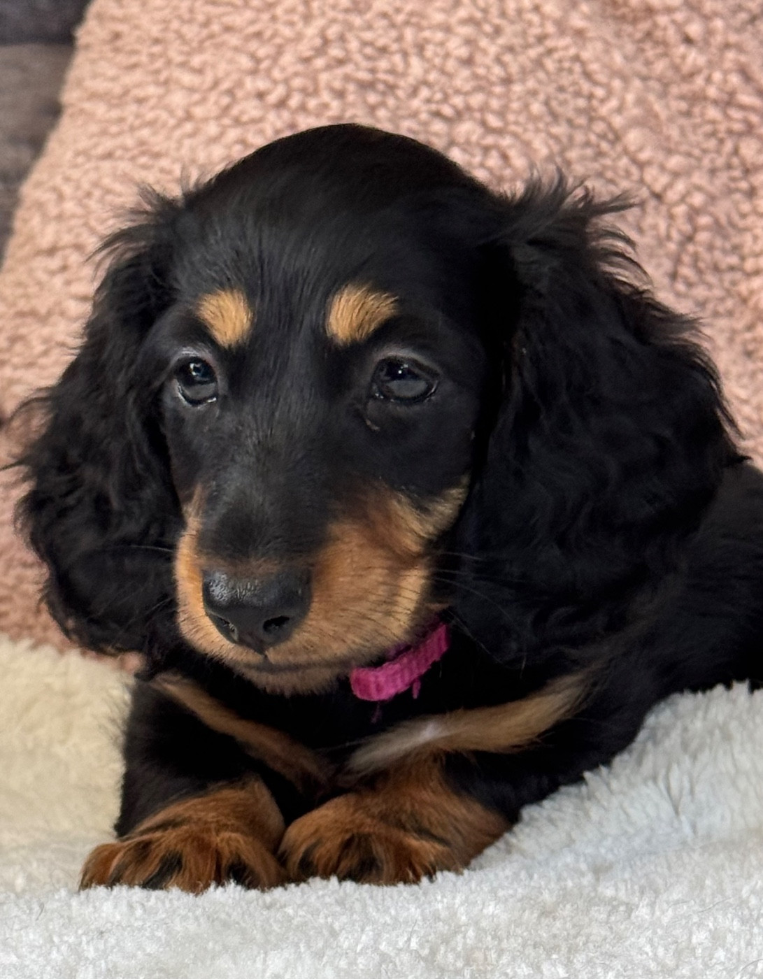 PETITE BONNIE