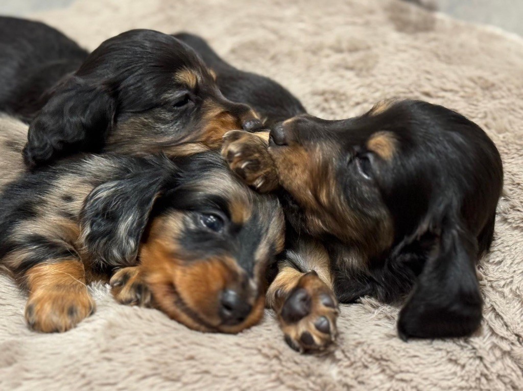De Jaykay Land - quelques photos des bébés 