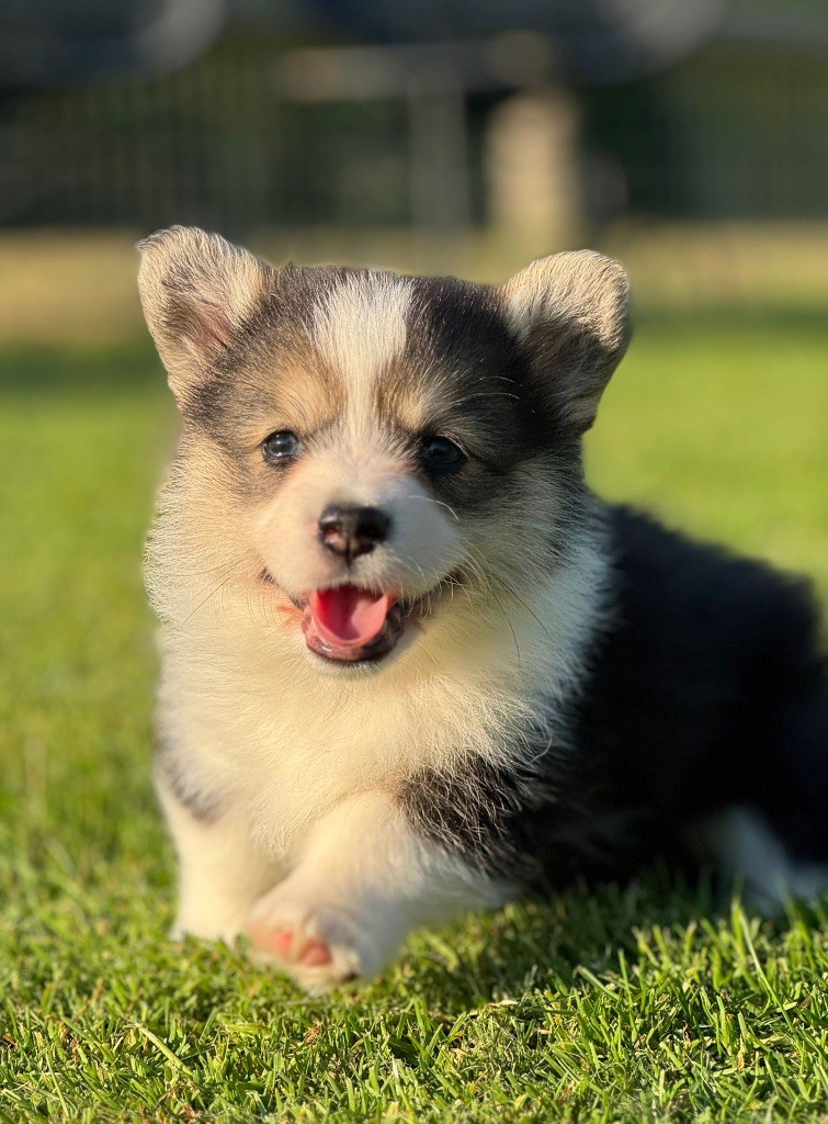 De Jaykay Land - Le corgi Noir tri ne compte pas pour du beurre .
