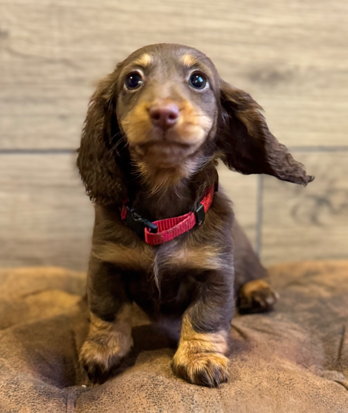 photo de nos petits clowns