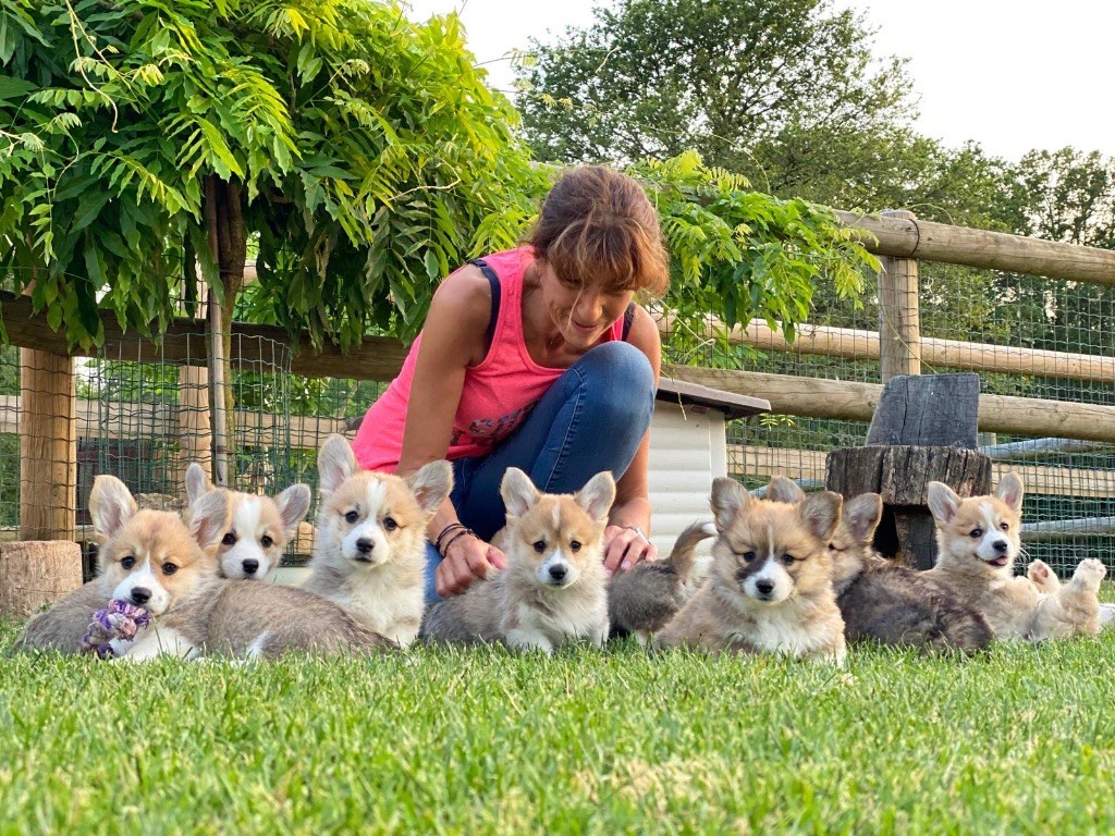 NOS CHIENS ET BEBES