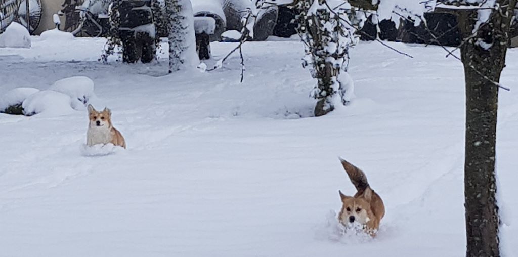 LA NEIGE