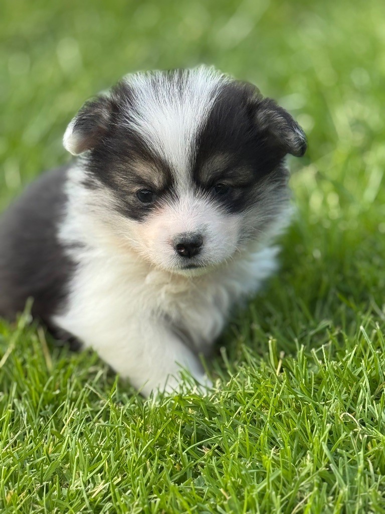 De Jaykay Land - Chiots disponibles - Welsh Corgi Pembroke