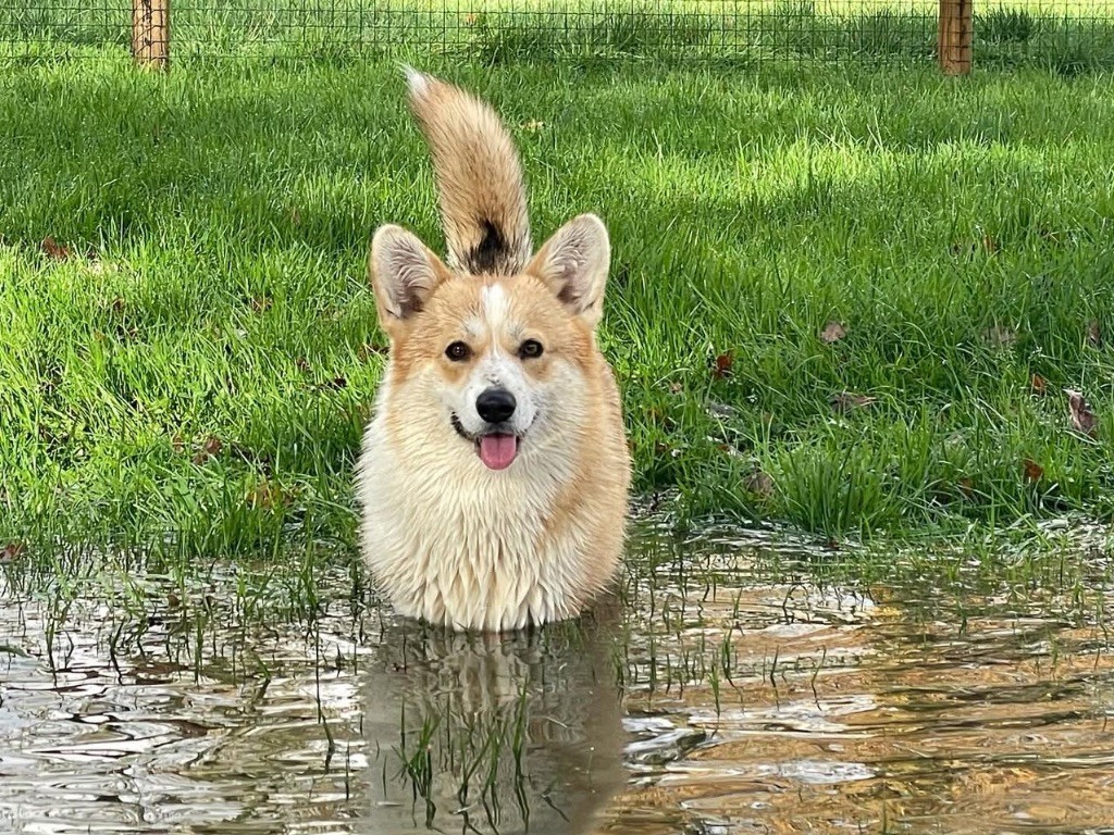 De Jaykay Land - Welsh Corgi Pembroke - Portée née le 04/10/2025