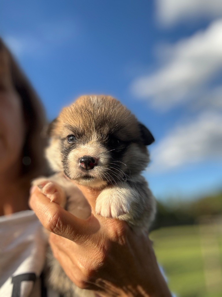 De Jaykay Land - Chiots disponibles - Welsh Corgi Pembroke