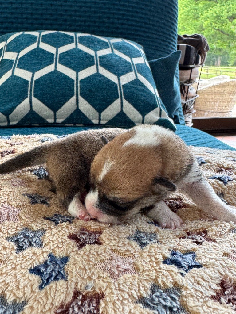 De Jaykay Land - Chiots disponibles - Welsh Corgi Pembroke