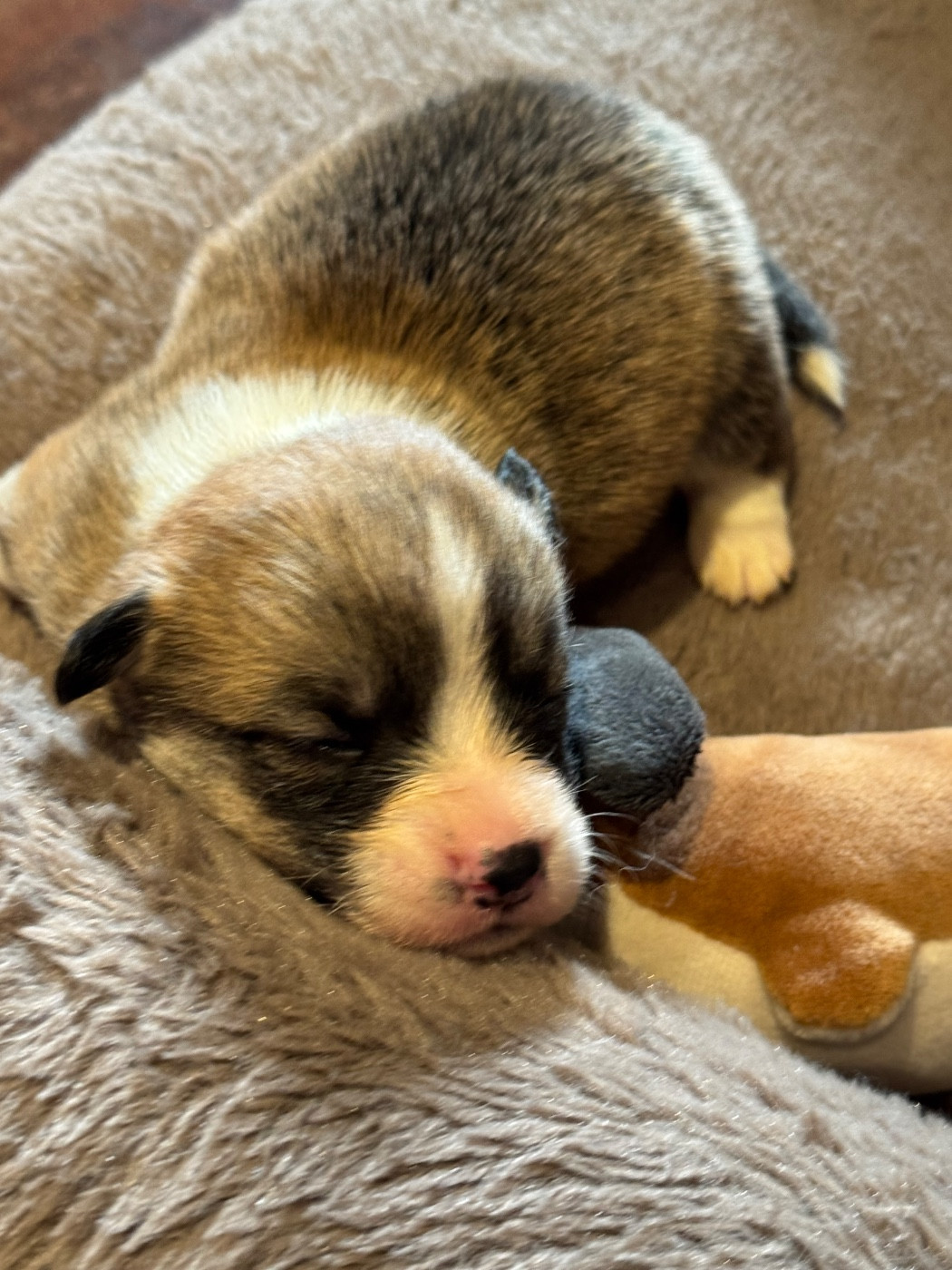 De Jaykay Land - Chiots disponibles - Welsh Corgi Pembroke