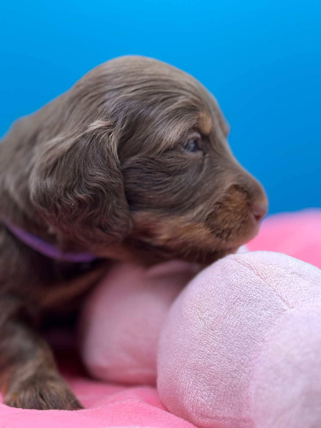 De Jaykay Land - Teckel poil long - Portée née le 17/12/2025