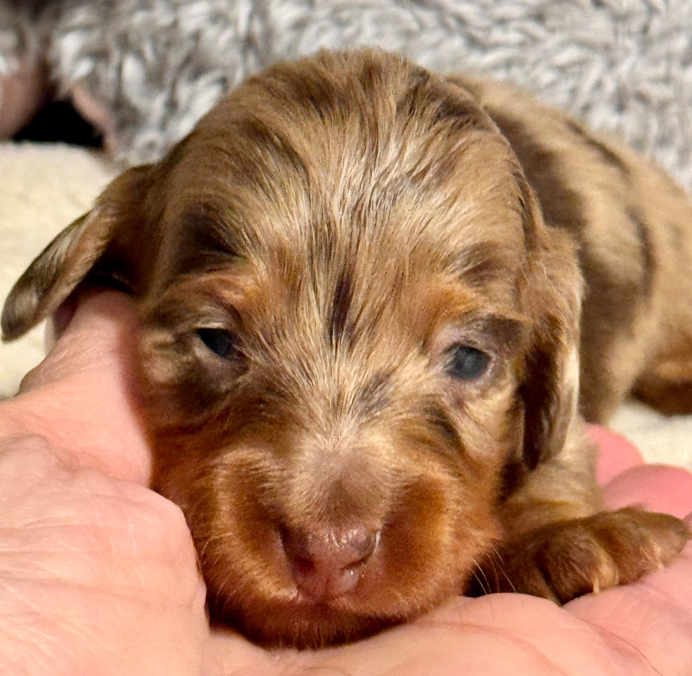 De Jaykay Land - Teckel poil long - Portée née le 05/02/2026