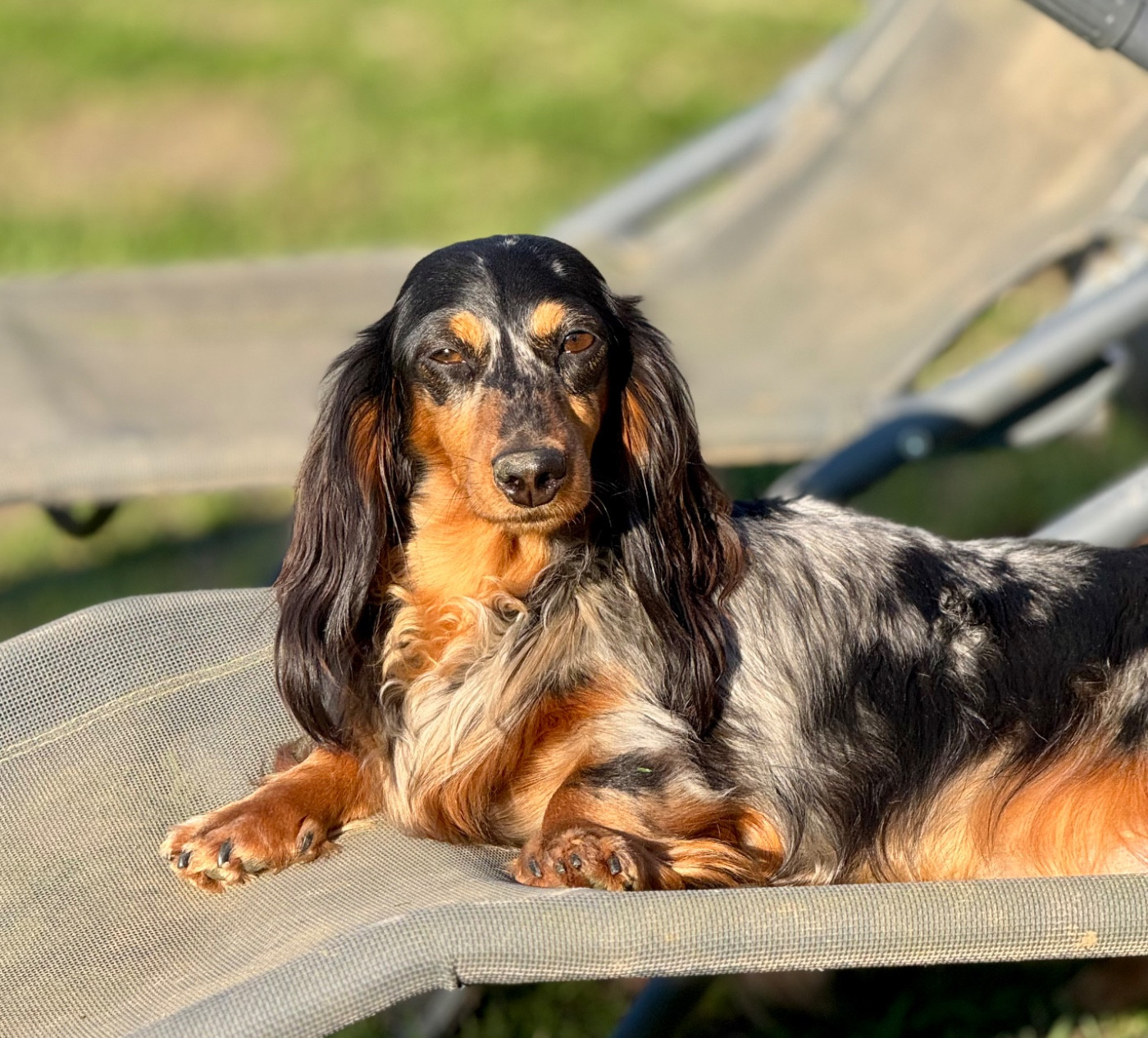 De Jaykay Land - Teckel poil long - Portée née le 16/03/2026