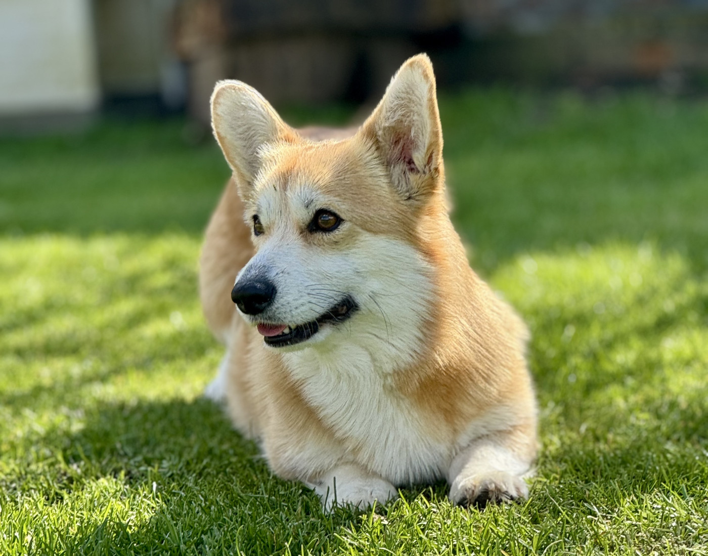 De Jaykay Land - Welsh Corgi Pembroke - Portée née le 28/03/2026