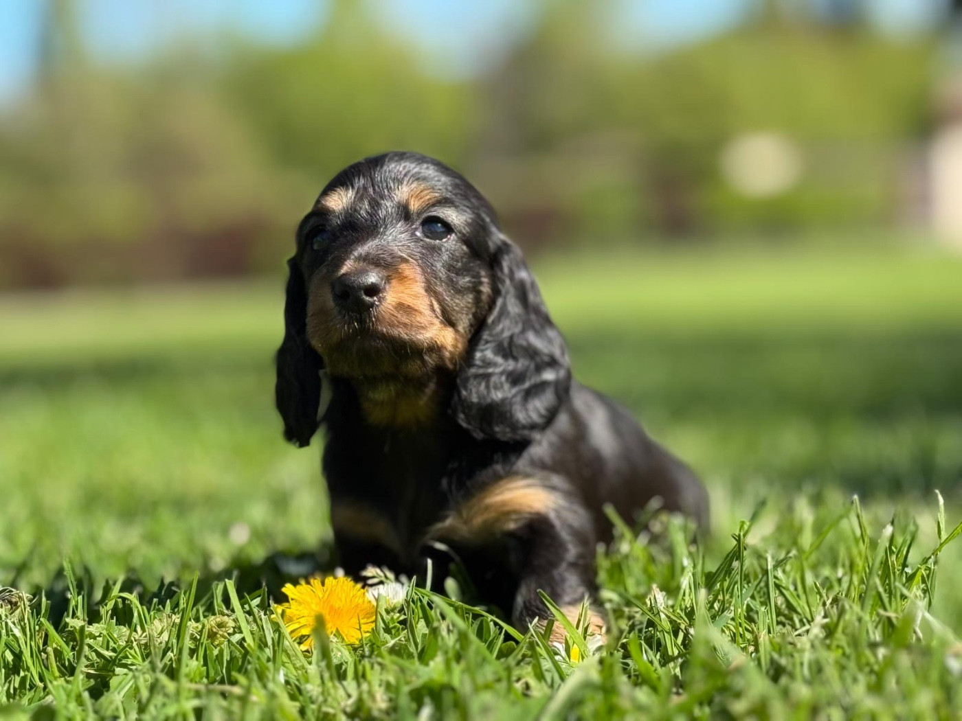 De Jaykay Land - Chiots disponibles - Teckel poil long