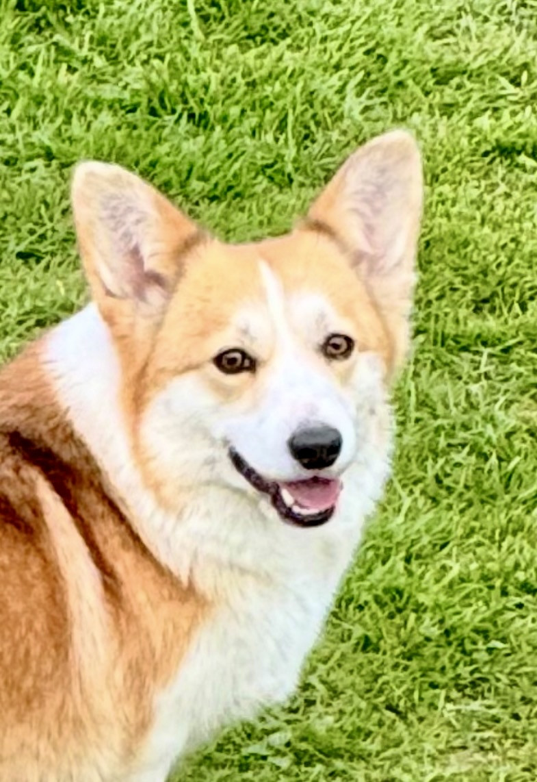 De Jaykay Land - Welsh Corgi Pembroke - Portée née le 04/05/2026