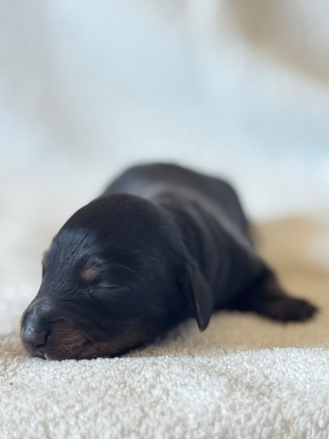 De Jaykay Land - Chiots disponibles - Teckel poil long
