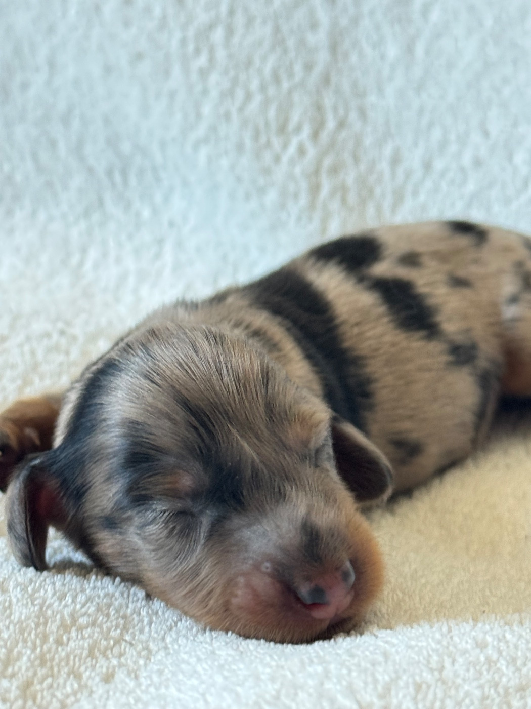 Chiot Teckel poil long De Jaykay Land