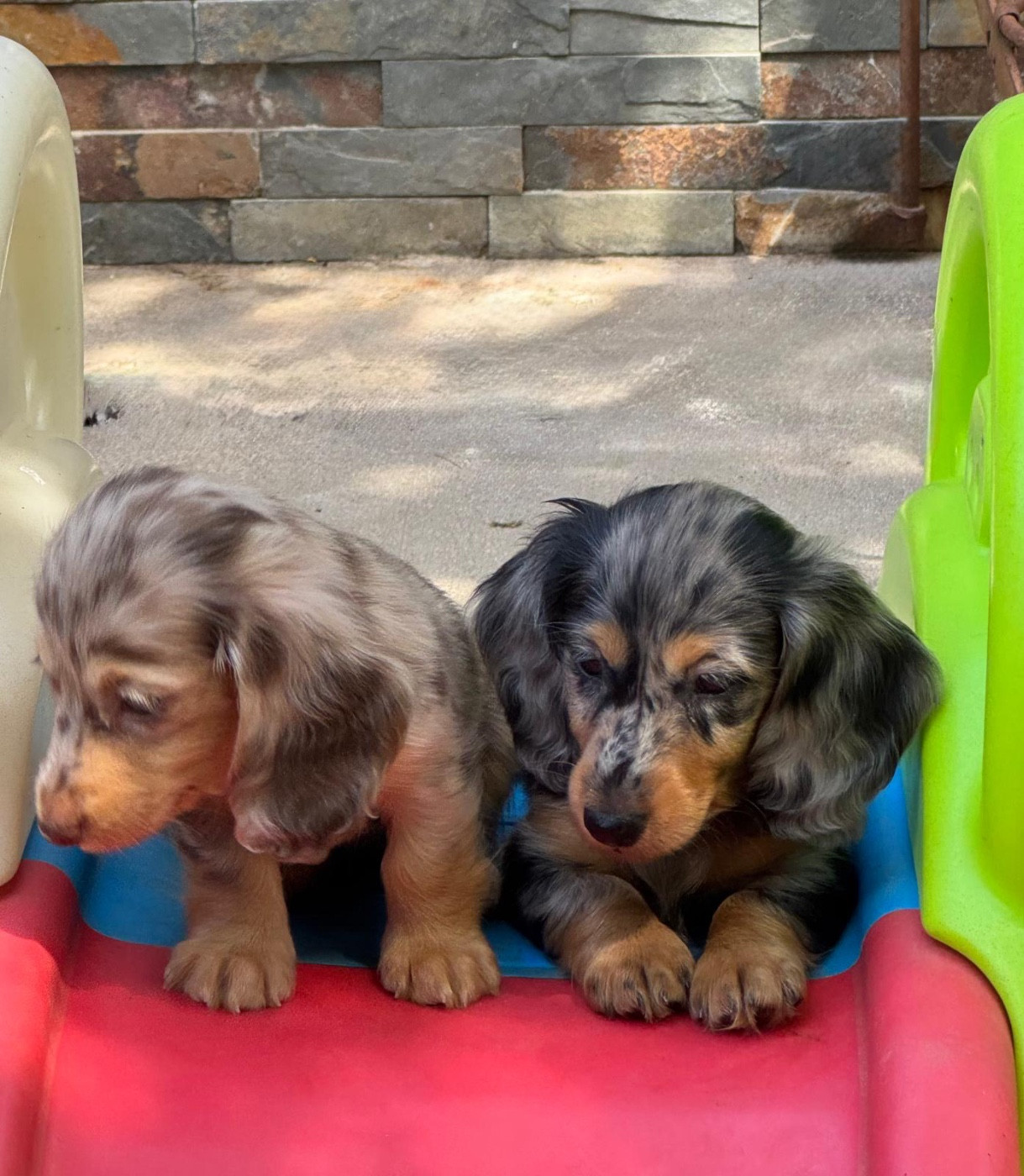 Chiot Teckel poil long De Jaykay Land