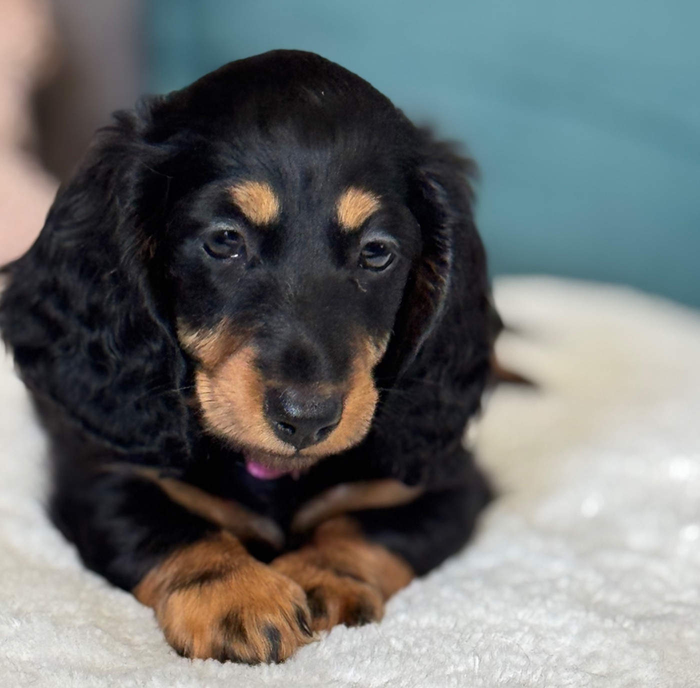 De Jaykay Land - Chiots disponibles - Teckel poil long