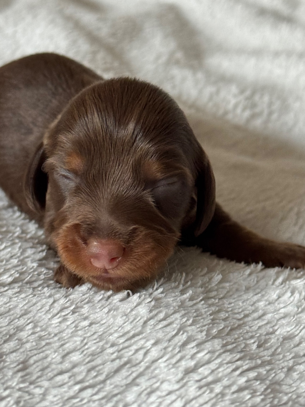 De Jaykay Land - Chiots disponibles - Teckel poil long