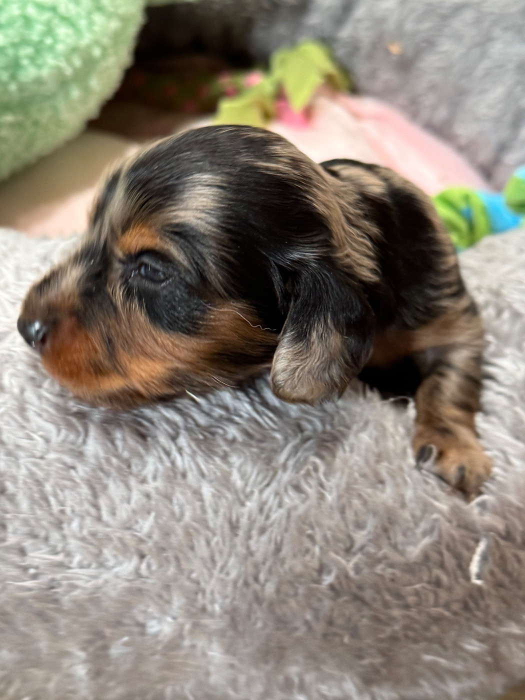De Jaykay Land - Chiots disponibles - Teckel poil long