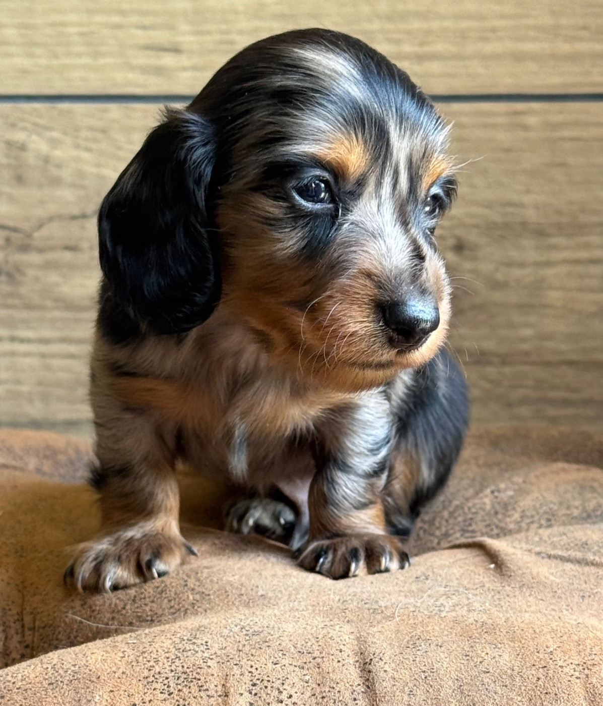 De Jaykay Land - Chiots disponibles - Teckel poil long