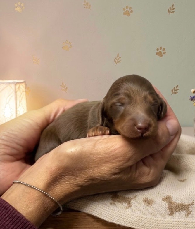 Chiot Teckel poil long De Jaykay Land