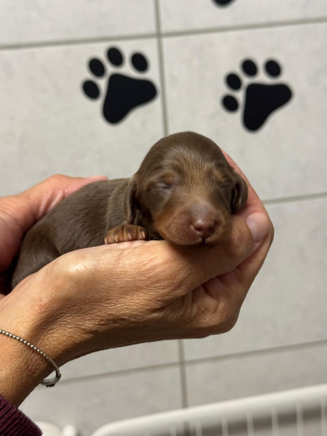 De Jaykay Land - Chiots disponibles - Teckel poil long