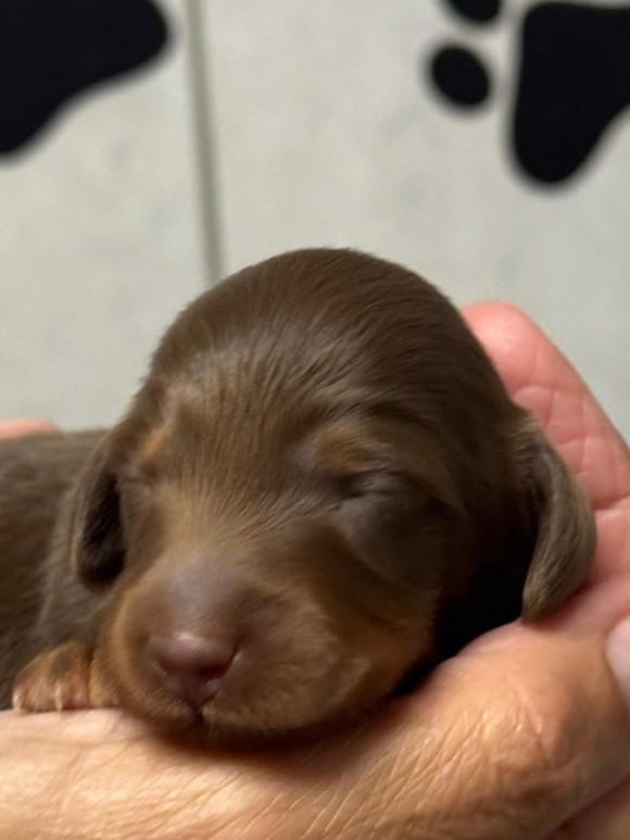 De Jaykay Land - Chiots disponibles - Teckel poil long
