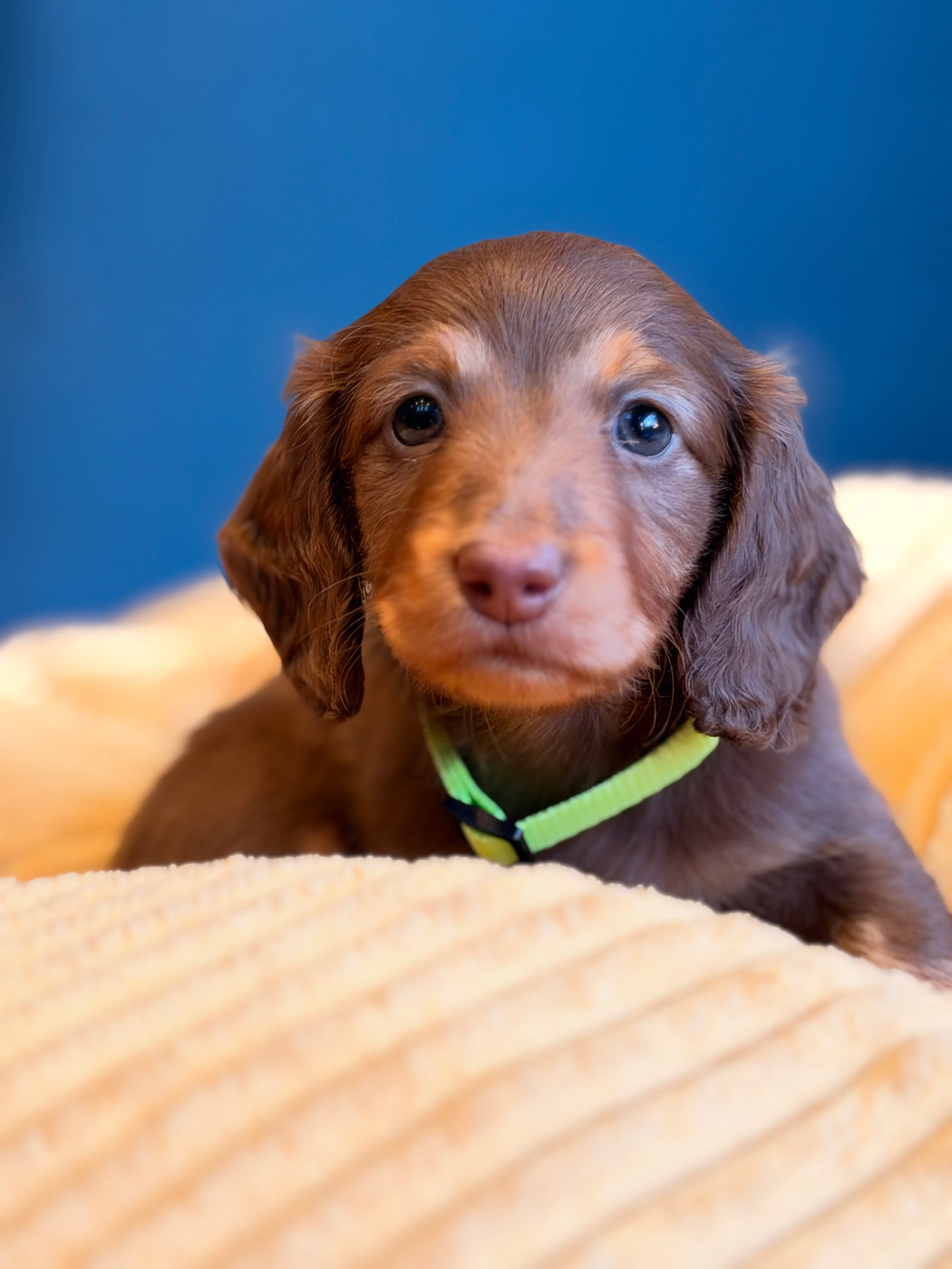 De Jaykay Land - Chiots disponibles - Teckel poil long