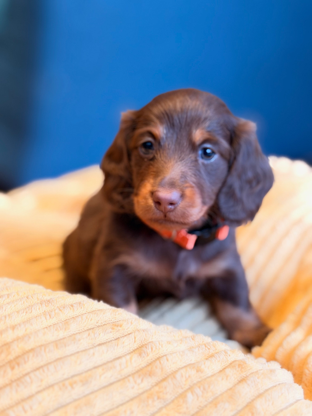 De Jaykay Land - Chiots disponibles - Teckel poil long