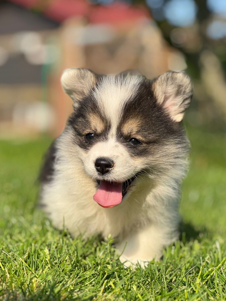 De Jaykay Land - Chiots disponibles - Welsh Corgi Pembroke