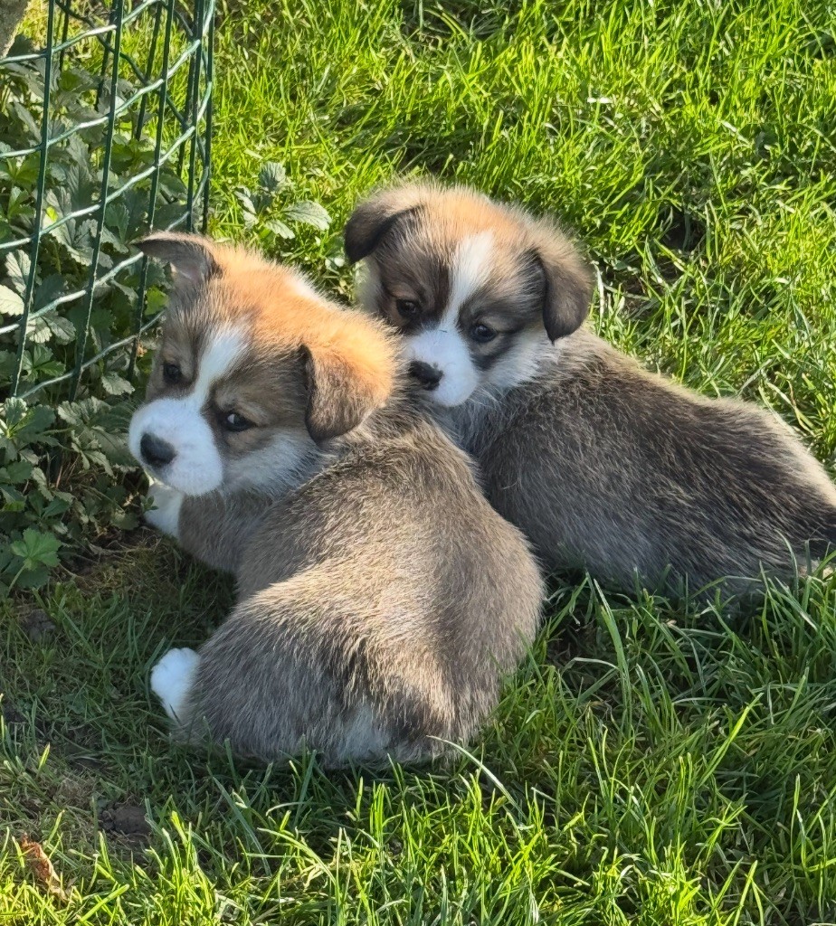 De Jaykay Land - Welsh Corgi Pembroke - Portée née le 18/08/2025