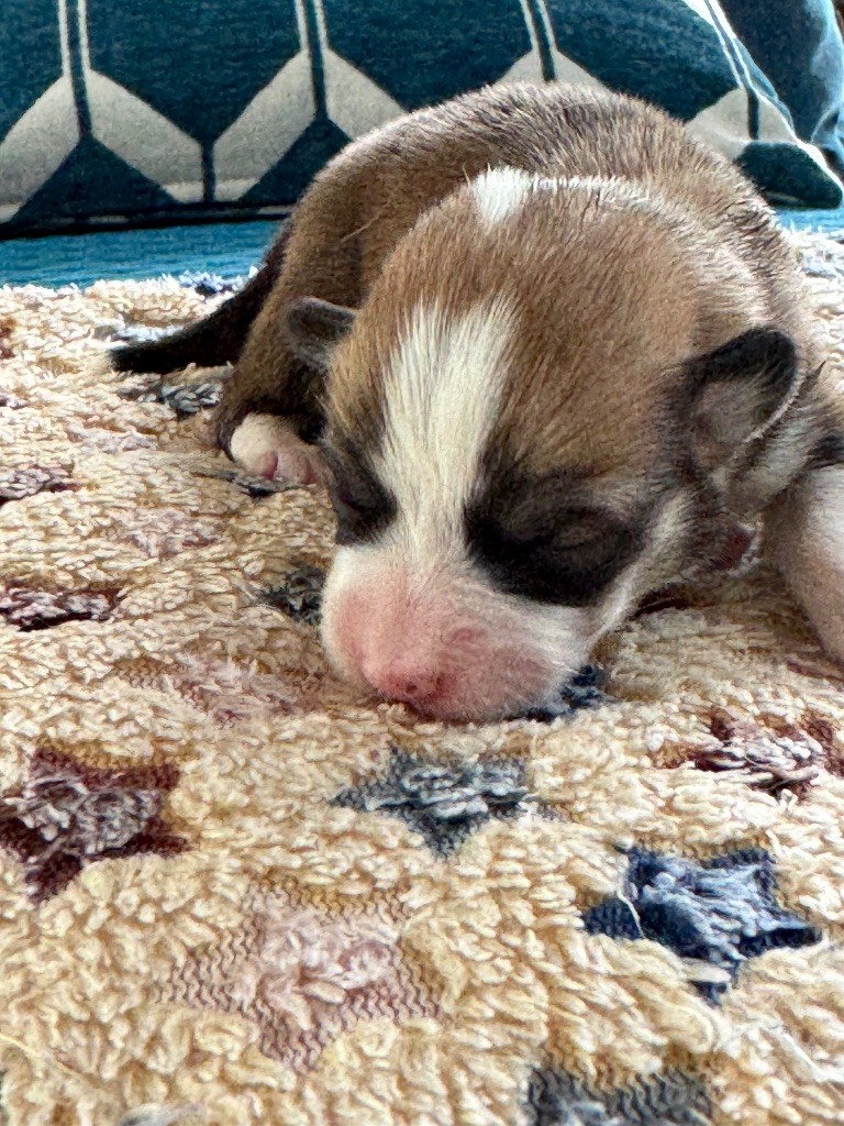 De Jaykay Land - Chiots disponibles - Welsh Corgi Pembroke
