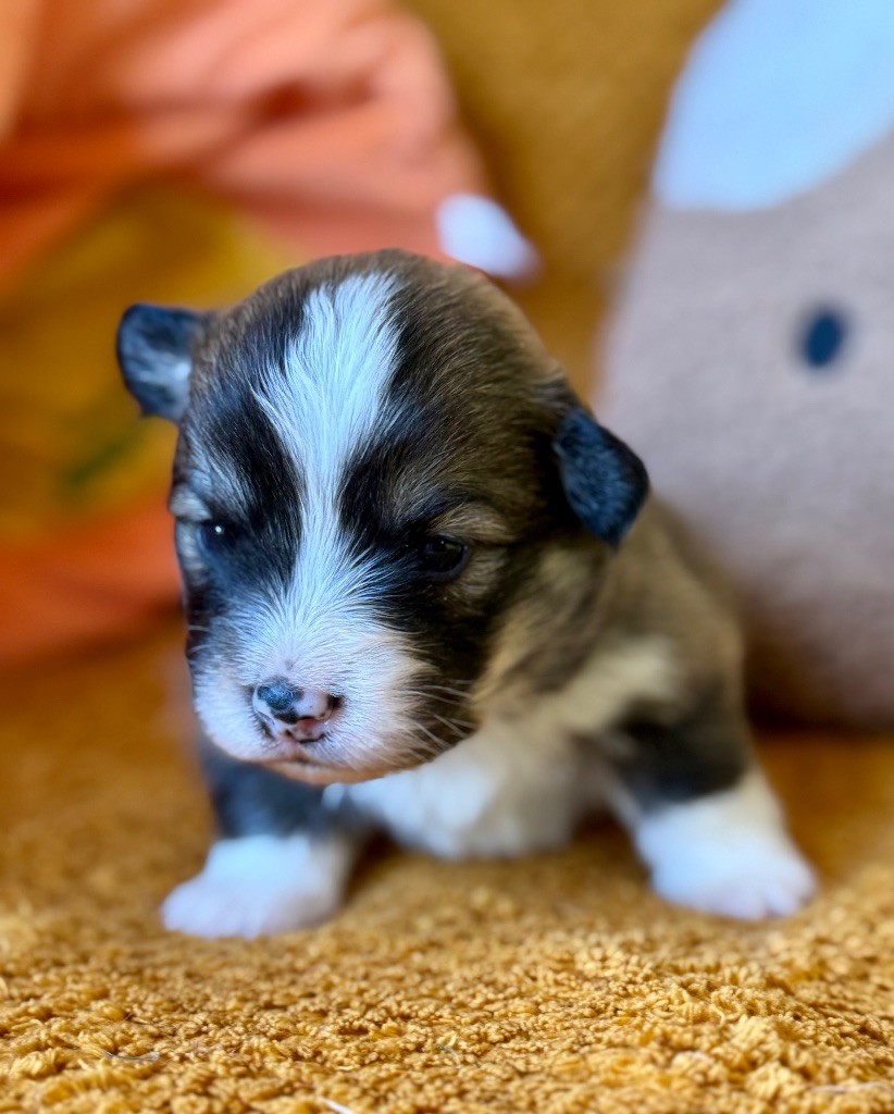 De Jaykay Land - Chiots disponibles - Welsh Corgi Pembroke