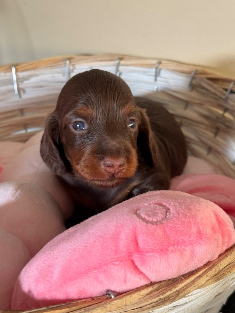 De Jaykay Land - Chiots disponibles - Teckel poil long