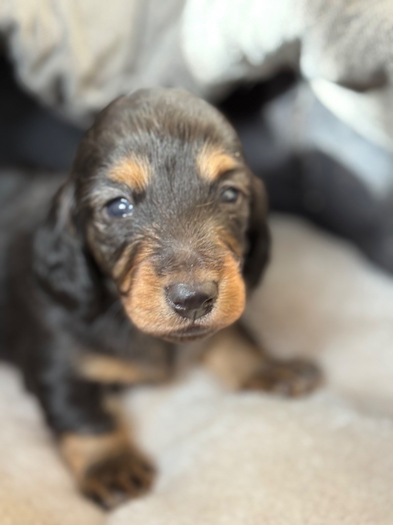 De Jaykay Land - Chiots disponibles - Teckel poil long