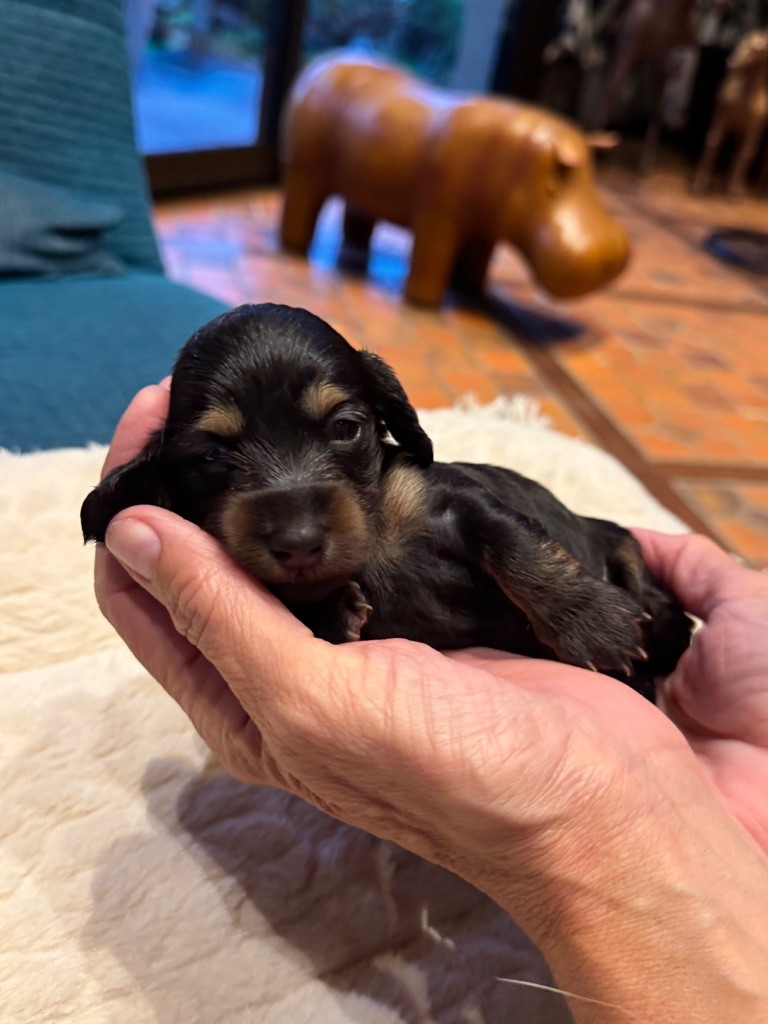 De Jaykay Land - Chiots disponibles - Teckel poil long