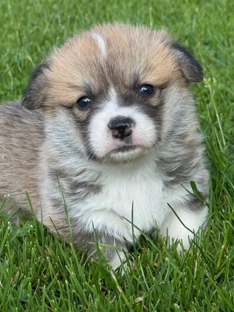 De Jaykay Land - Welsh Corgi Pembroke - Portée née le 02/05/2025