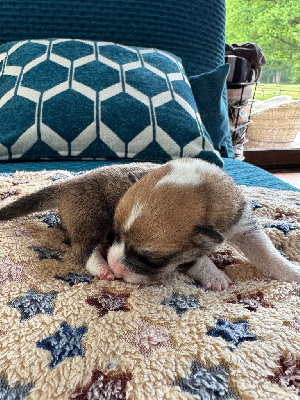 CHIOT 1