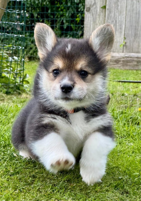 BALOO