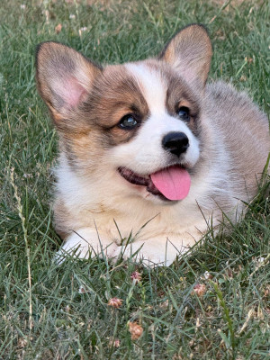 BIANCA