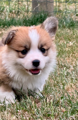 BUTTER PEANUT